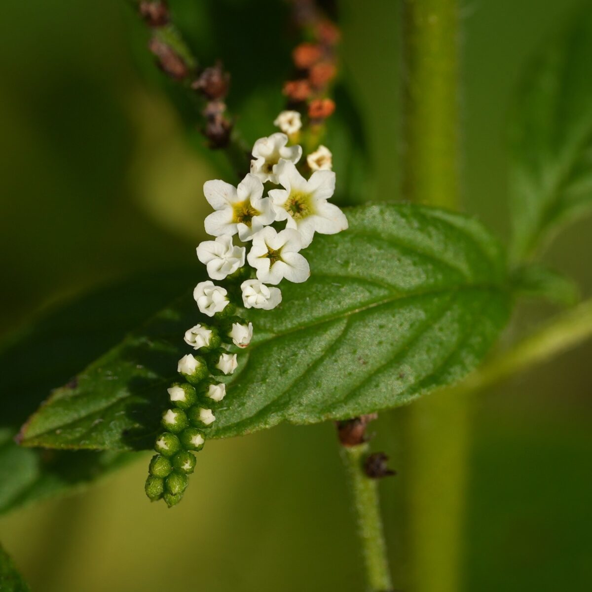 Close up of small white Scorpionstail flowers. 