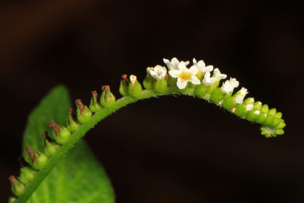 Scorpionstail, Heliotropium angiospernum