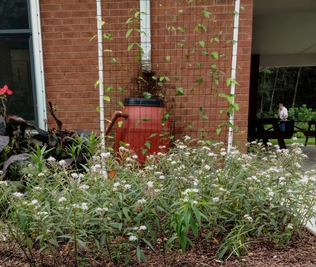 Swamp milkweed in garden