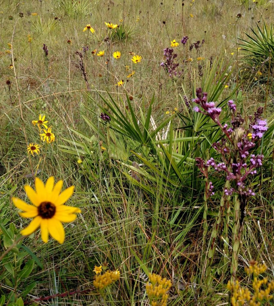 Wildflowers along SR 65