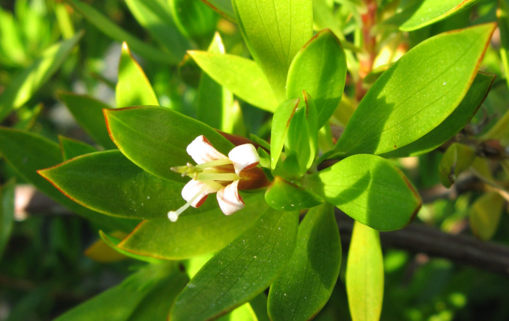 Beach creeper, Ernodea littoralis