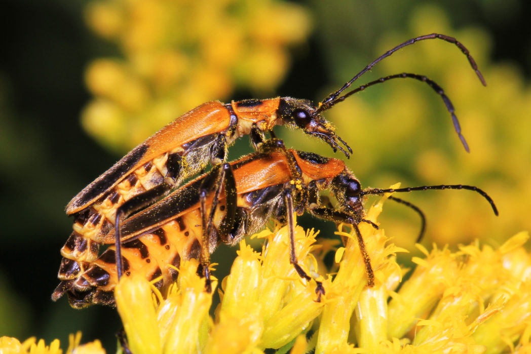 Goldenrod soldier beetles mating on flower