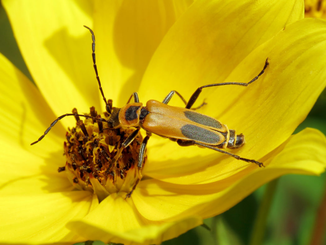Goldenrod soldier beetle, Chauliognathus pensylvanicus