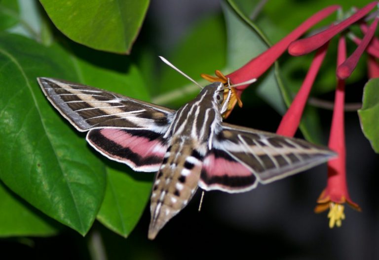 White-lined sphinx moth