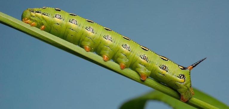 White-lined sphinx moth caterpillar, Hyles lineata
