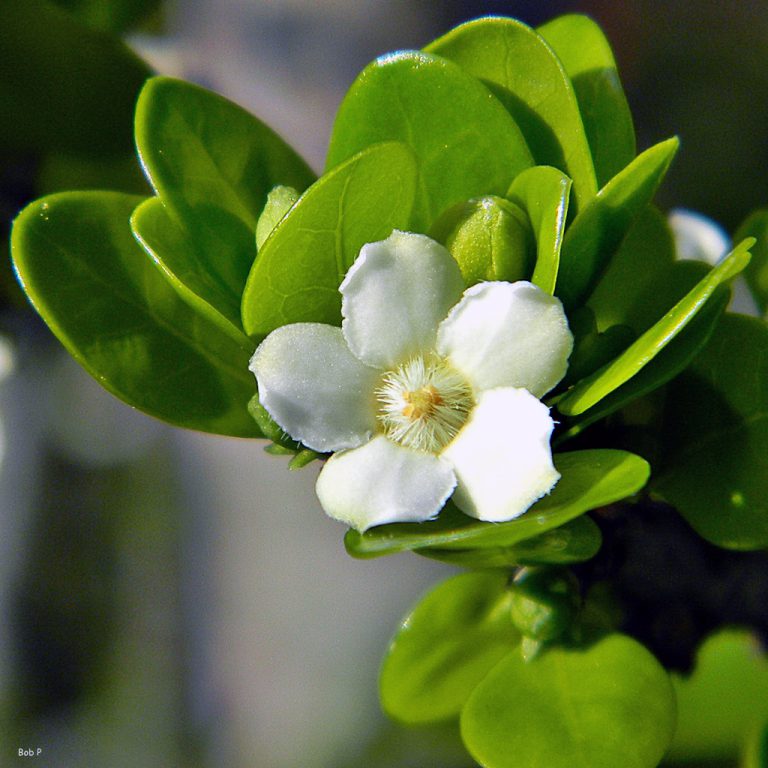 White indigoberry
