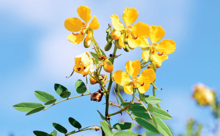 Chapman’s wild sensitive plant