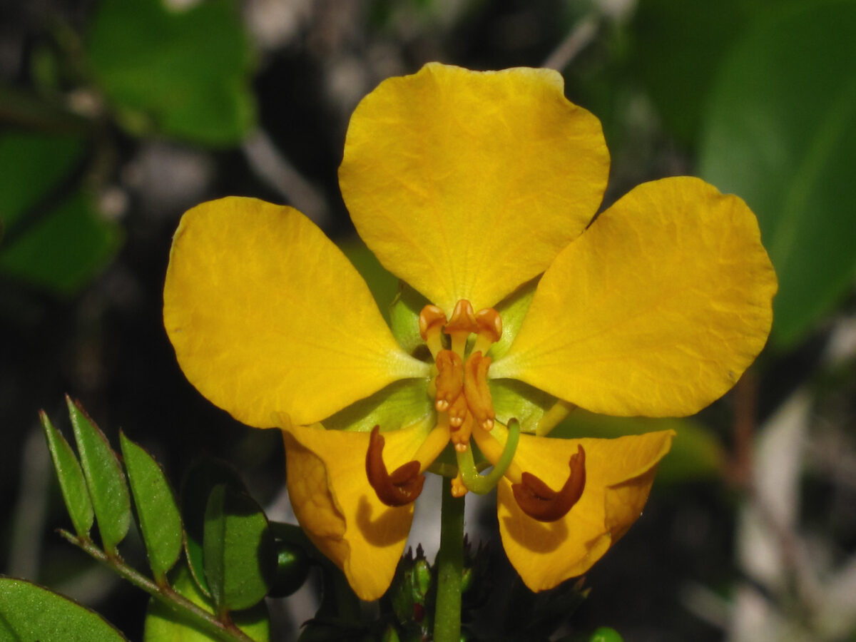 Close-up of a bright yellow Chapman's wild sensitive plant flower. 