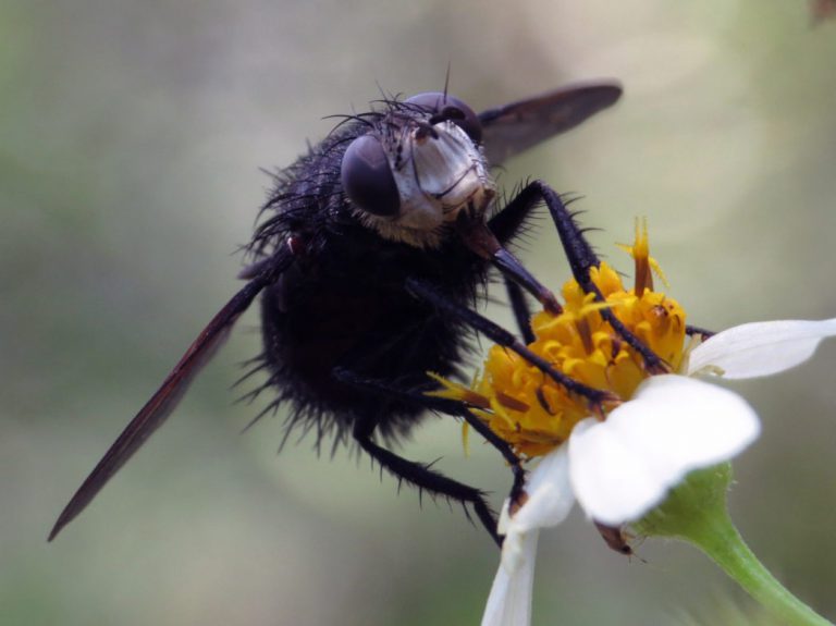 Tachinid flies