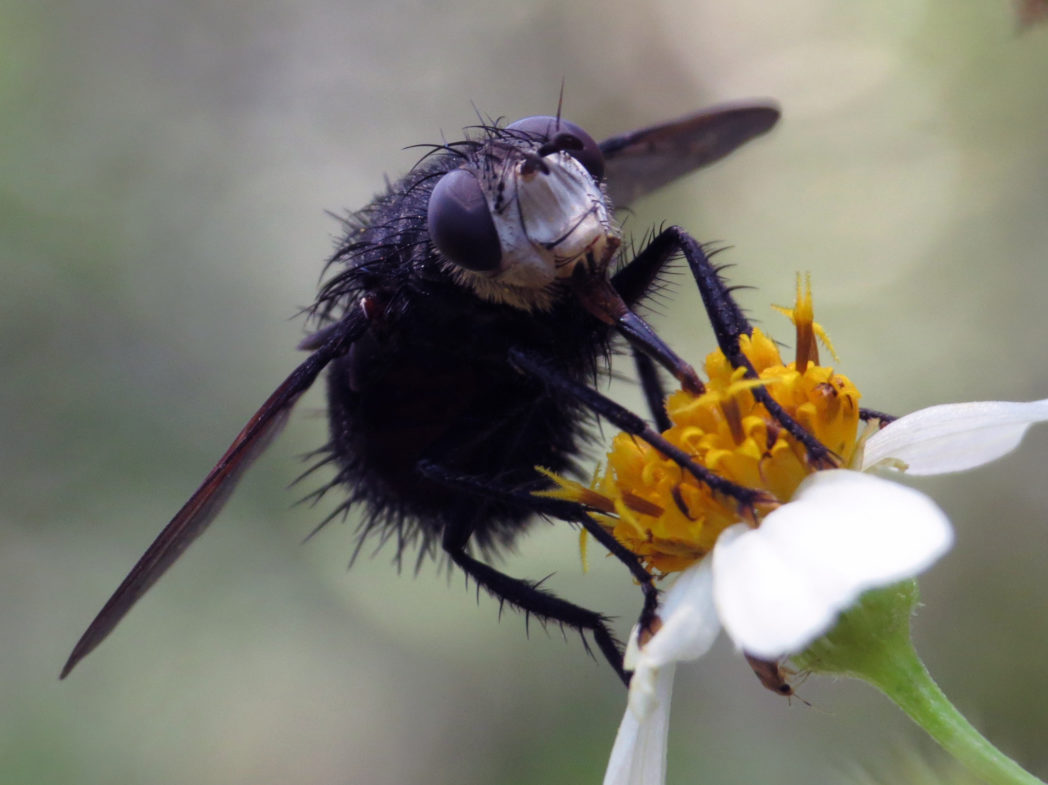 Tachinid fly