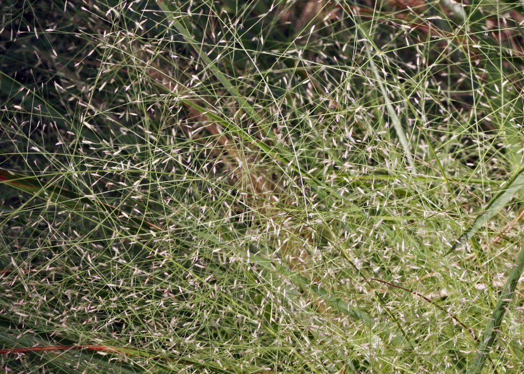 Elliott's lovegrass, Eragrostis elliottii