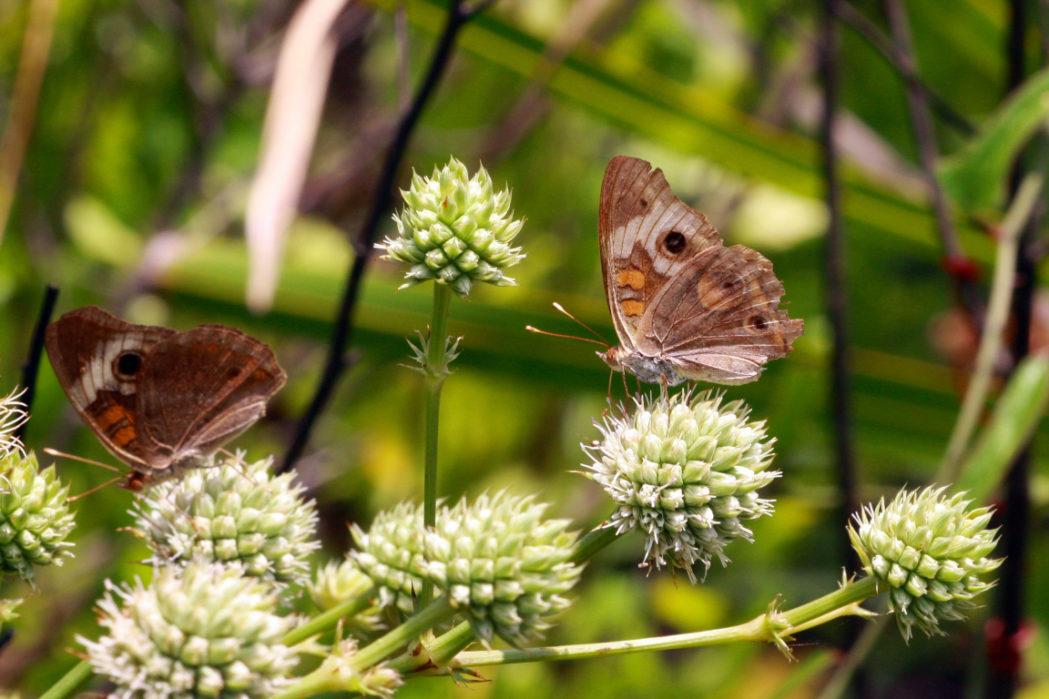 Common buckeye on Button rattlesnakemaster, Eryngium yuccifolium