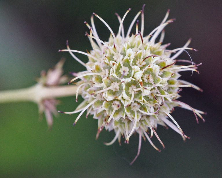 Button rattlesnakemaster