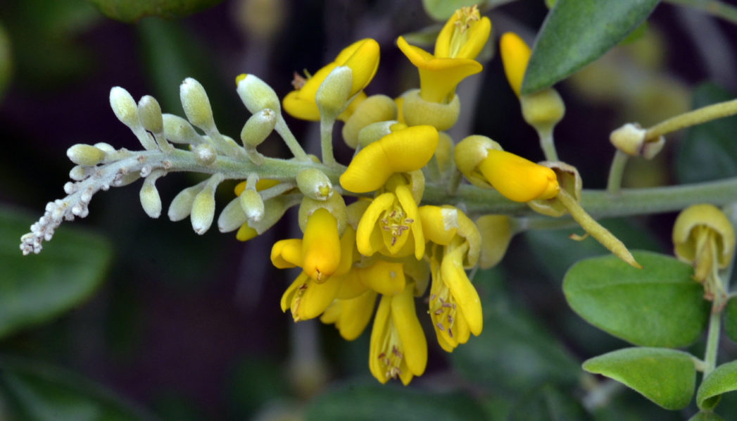 Yellow necklacepod, Sophora tomentosa