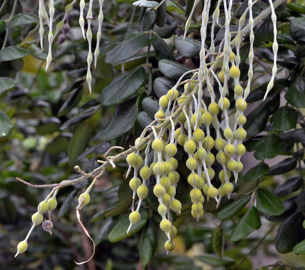 Young seed pods of Yellow necklacepod, Sophora tomentosa