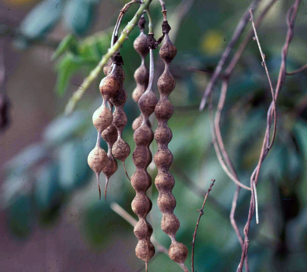 Mature seed pods of Yellow necklacepod, Sophora tomentosa