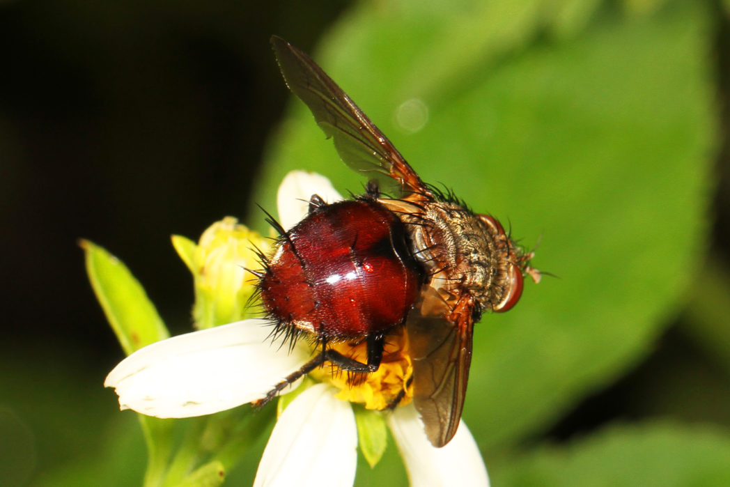 Tachinid fly with abdominal spines