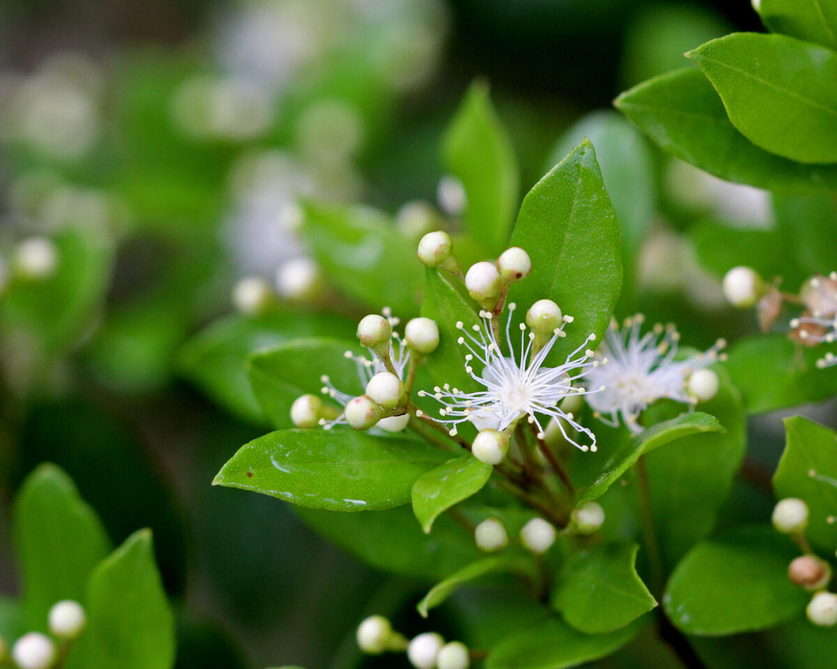 Close-up of small white Simpson's stopper flowers and buds on a branch with bright green leaves.