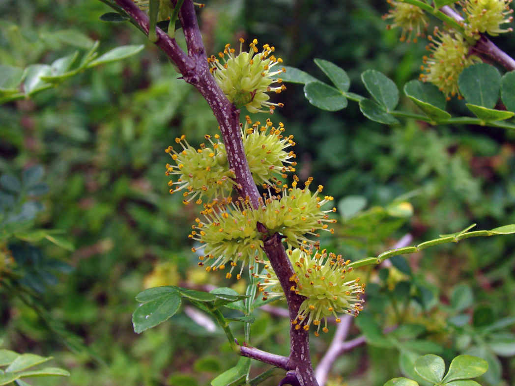 Wild lime, Zanthoxylum fagara