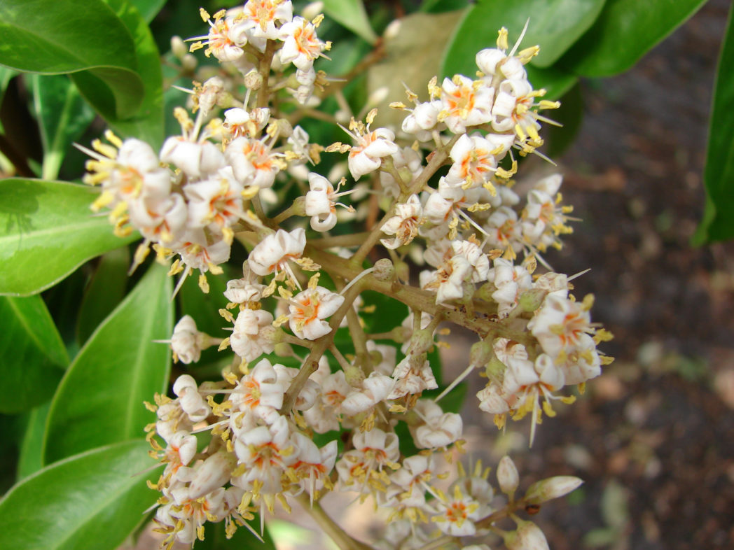 Marlberry, Ardisia escallonidides