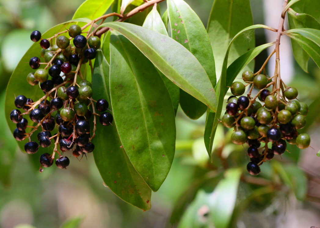 Marlberry, Ardisia escallonioides, in fruit