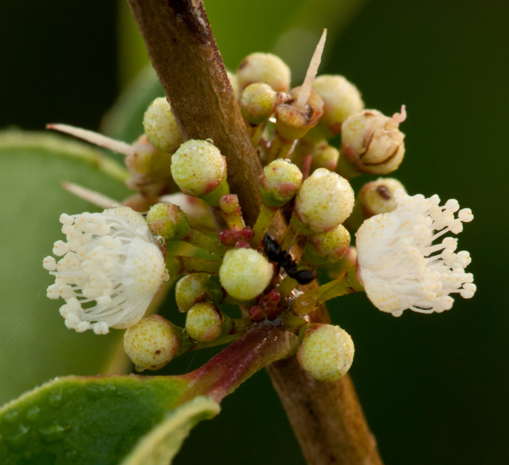 White stopper, Eugenia axillaris