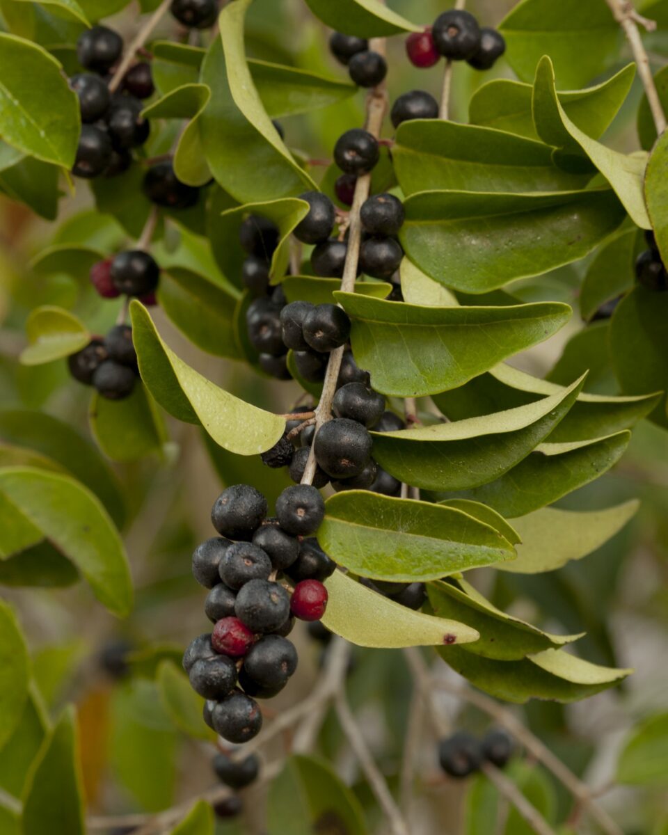 White stopper's small, dark purple and red berries.