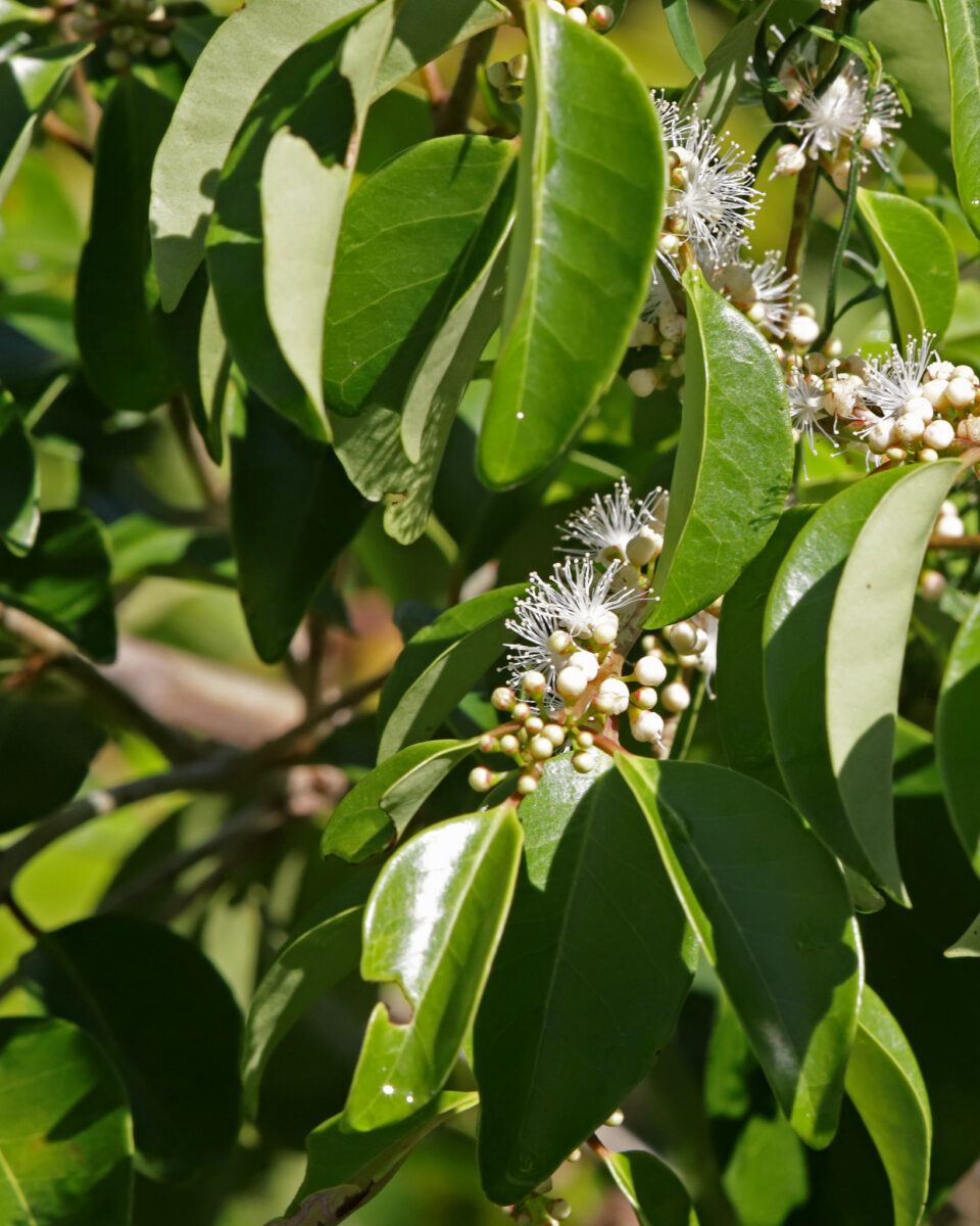 Close-up of White stopper's green leaves and clusters of small white flowers.