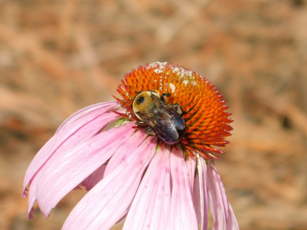 Bee on Purple coneflower