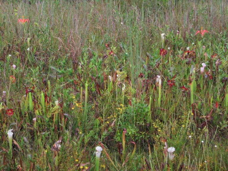 2019 Winter Panhandle Wildflower Alliance newsletter