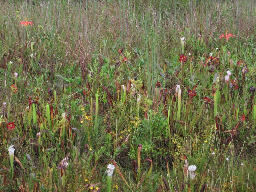 Pitcherplants along roadside