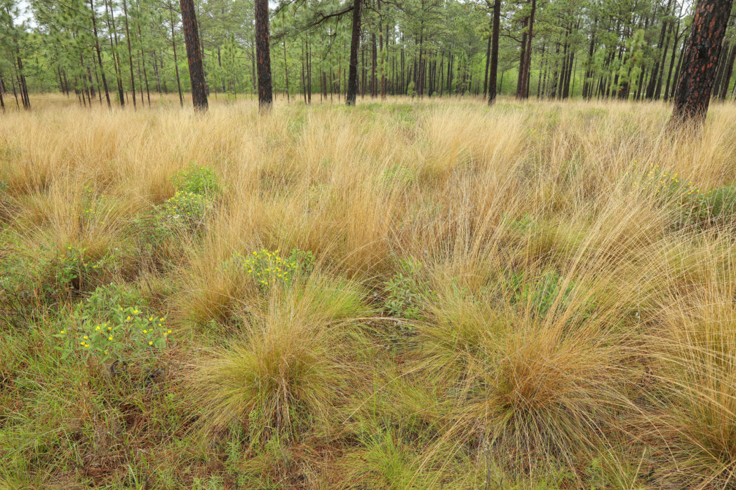 Wiregrass, Aristida stricta