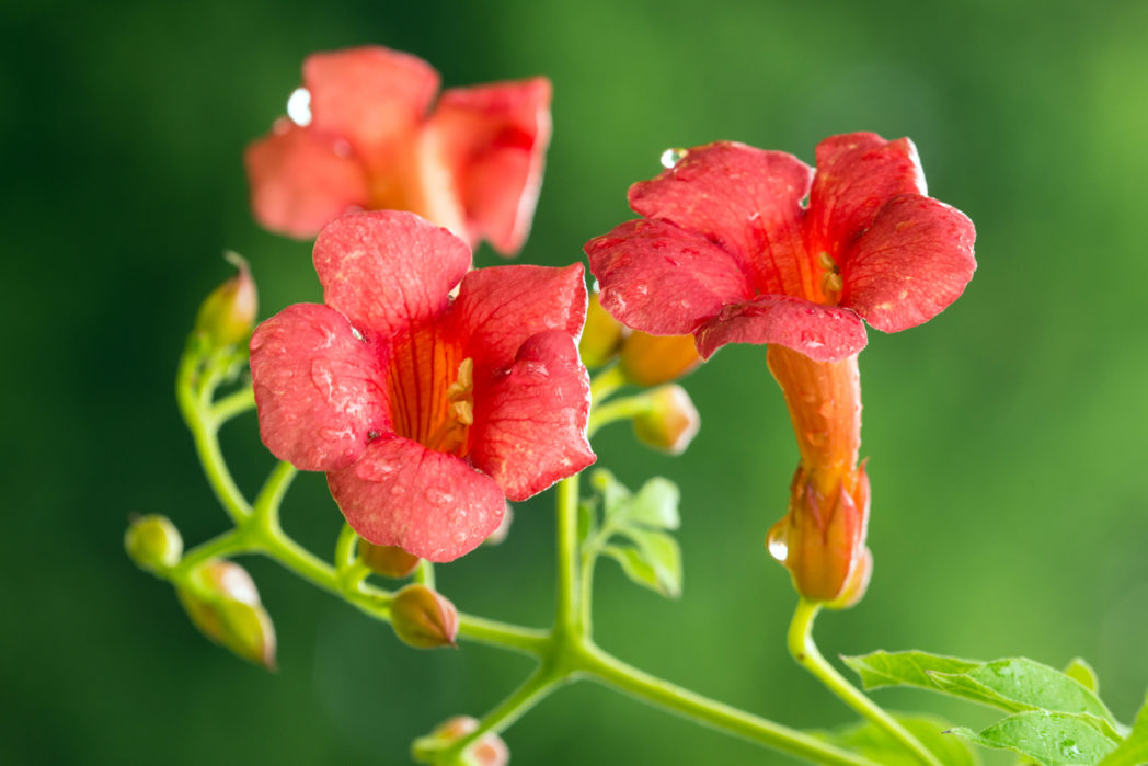 Trumpet creeper, Campsis radicans