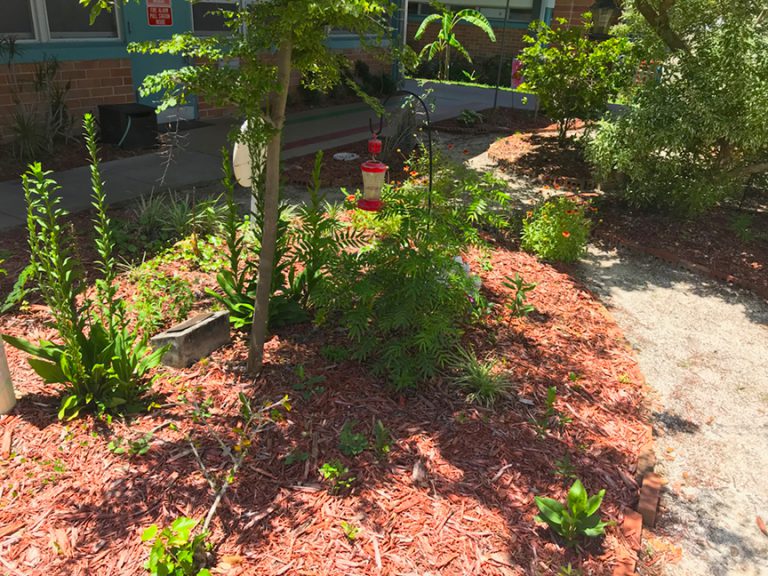 Wildflower planting at Burns Science & Technology Charter School