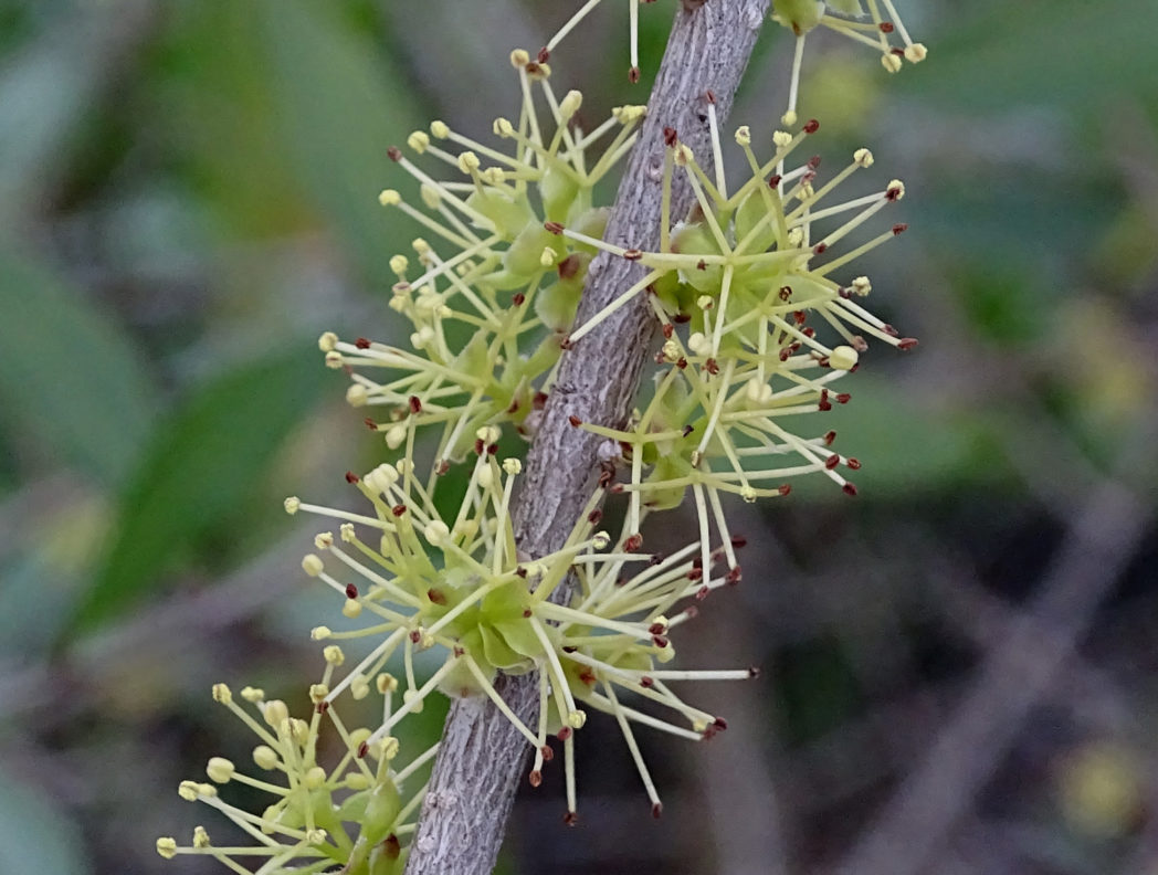 Florida swampprivet, Forestiera segregata, flowers