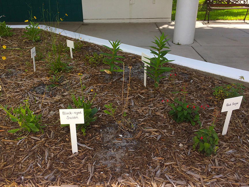 Wildflower planting at McMullen-Booth Elementary School