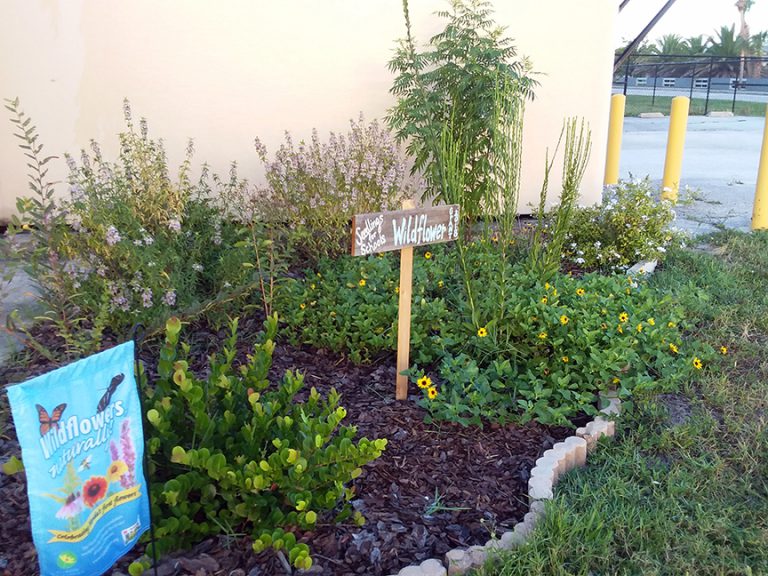 Wildflower garden at Sea Park Elementary