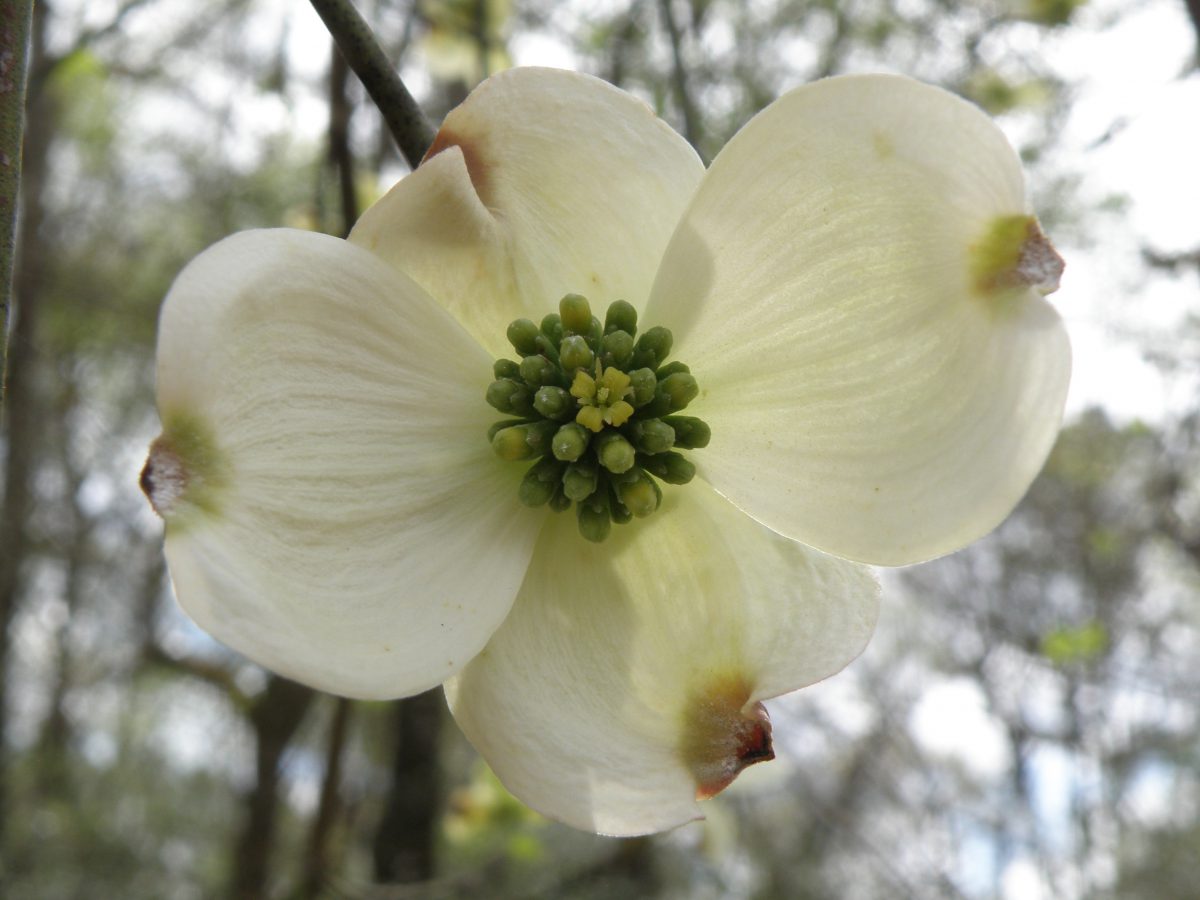 Flowering dogwood, Cornus florida