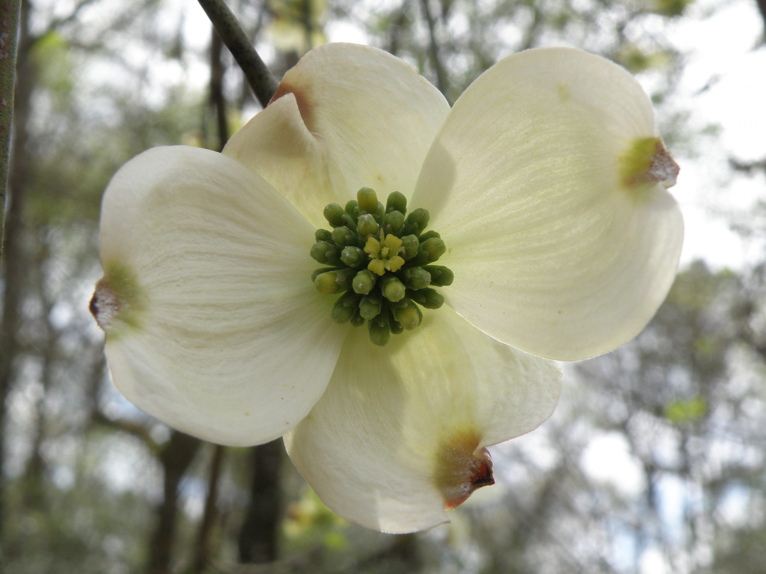 Flowering dogwood, Cornus florida