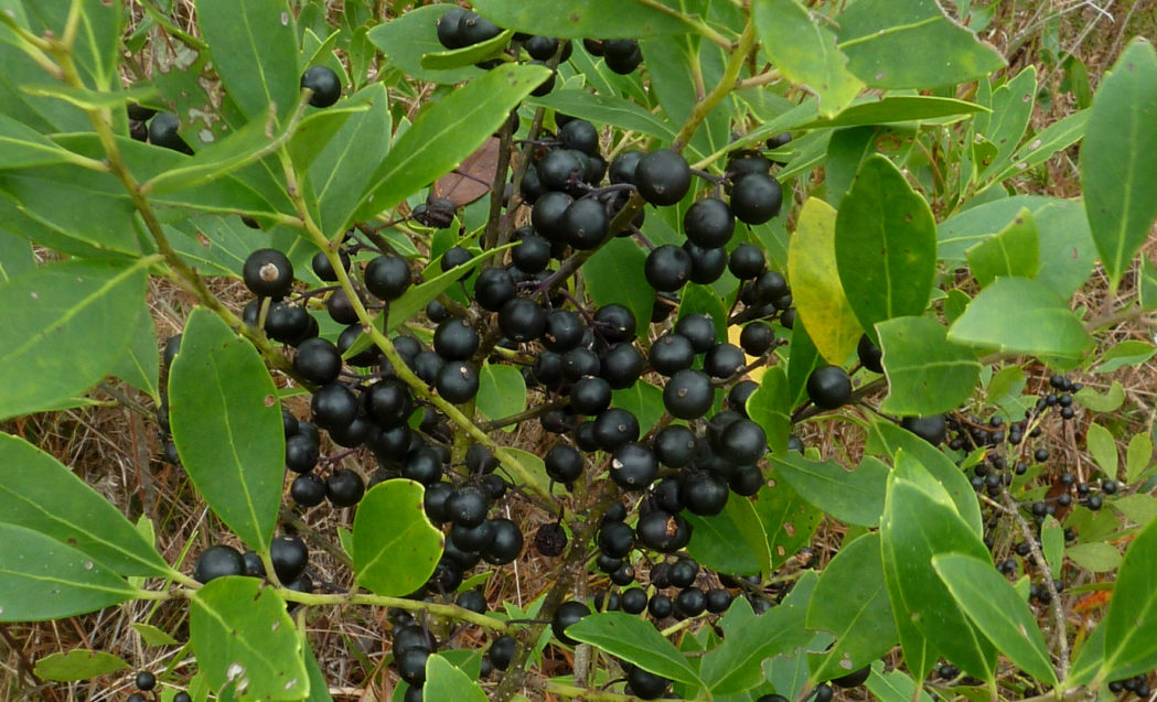 Gallberry, Ilex glabra