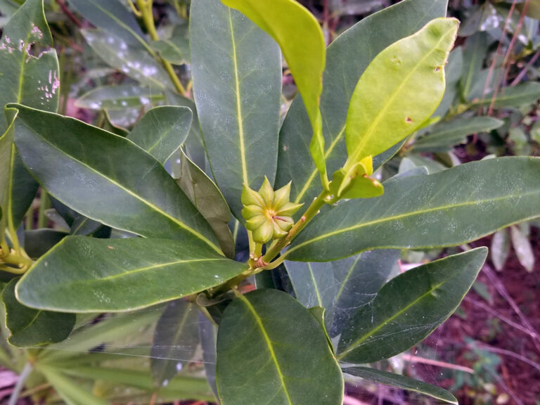 Yellow anise