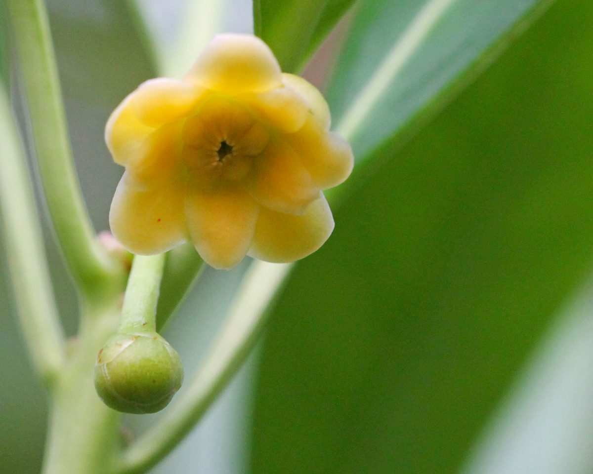 Yellow anisetree, Illicium parviflorum