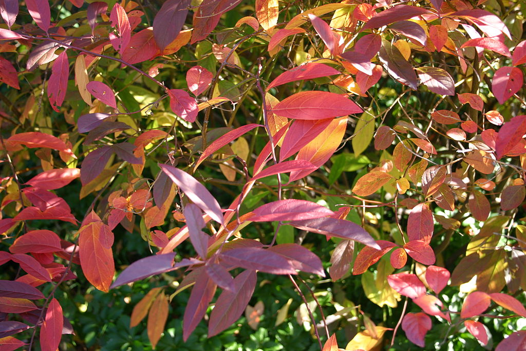 Red leaves on Virginia willow in fall