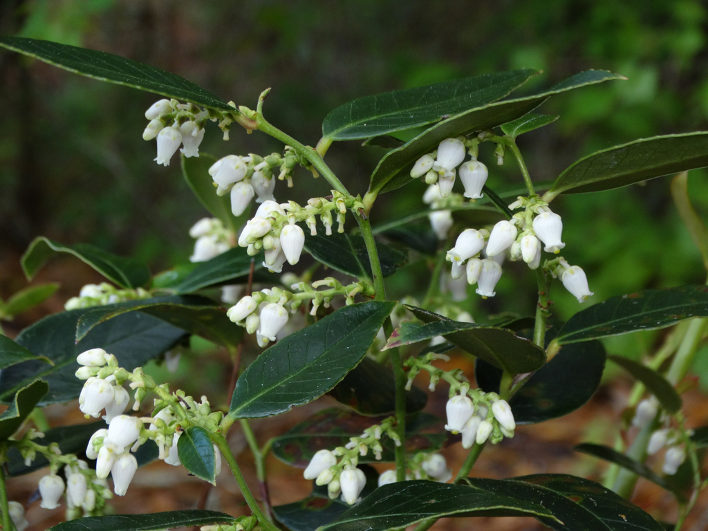 Coastal doghobble, Leucothoe axillaris