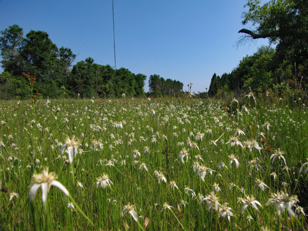 Starrush whitetop, Rhynchospora colorata, along County Road 357 in Dixie County