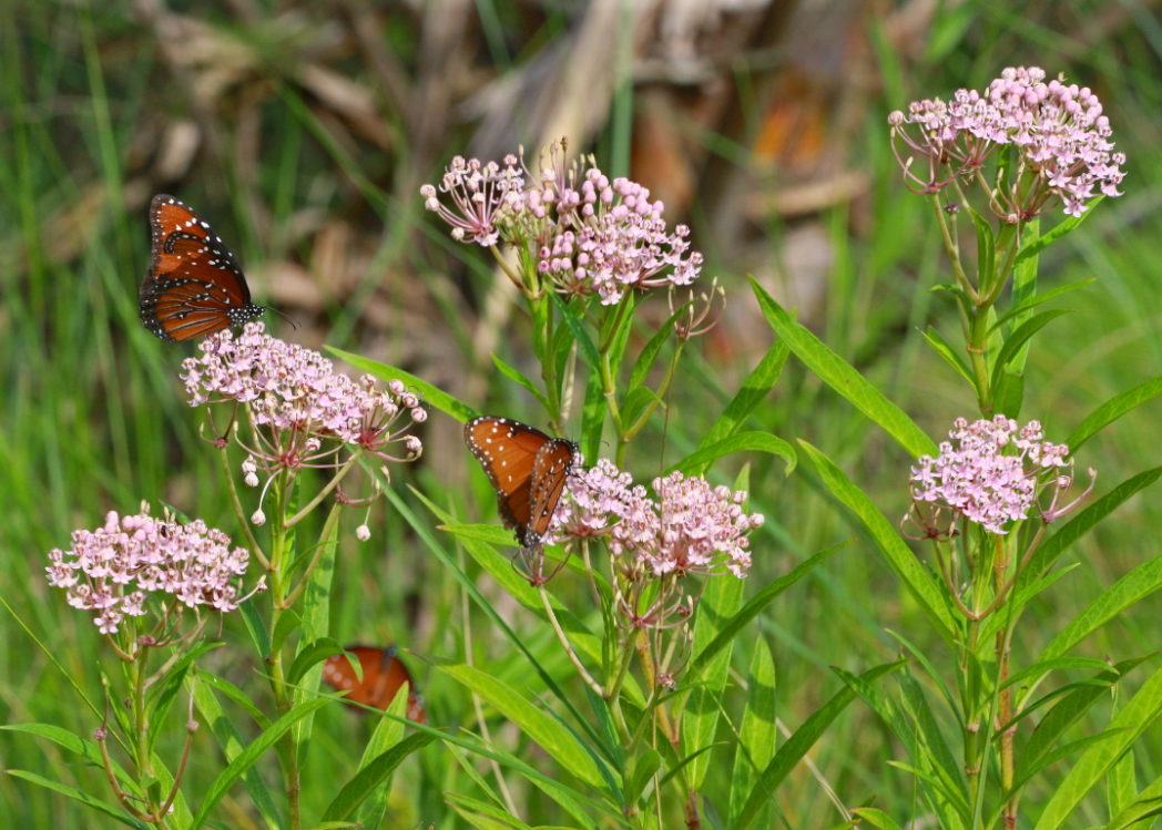 Queen butterflies on Aquatic milkweed, Asclepias incarnata