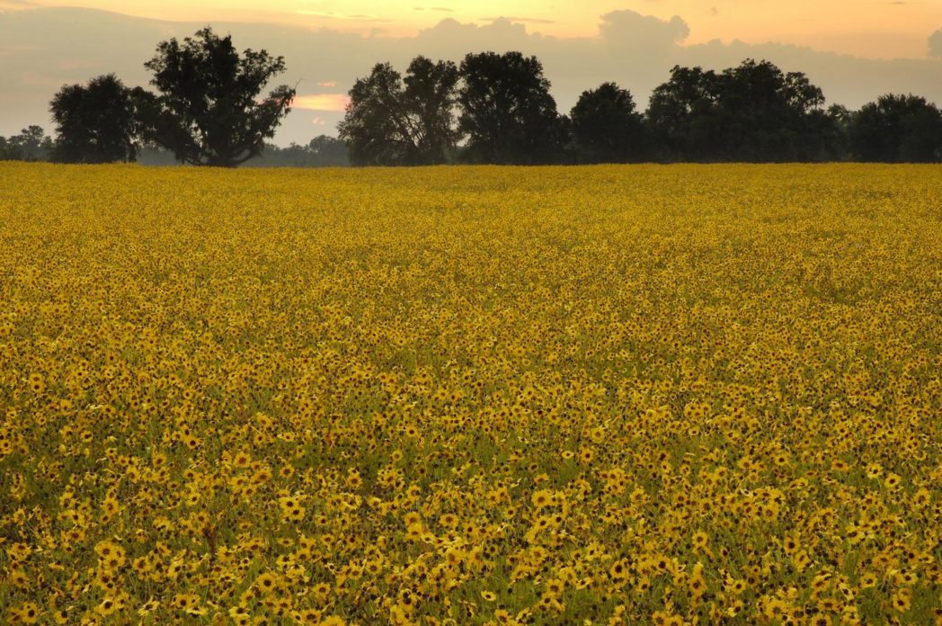 Field of wildflowers