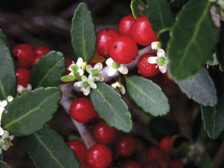 Yaupon holly