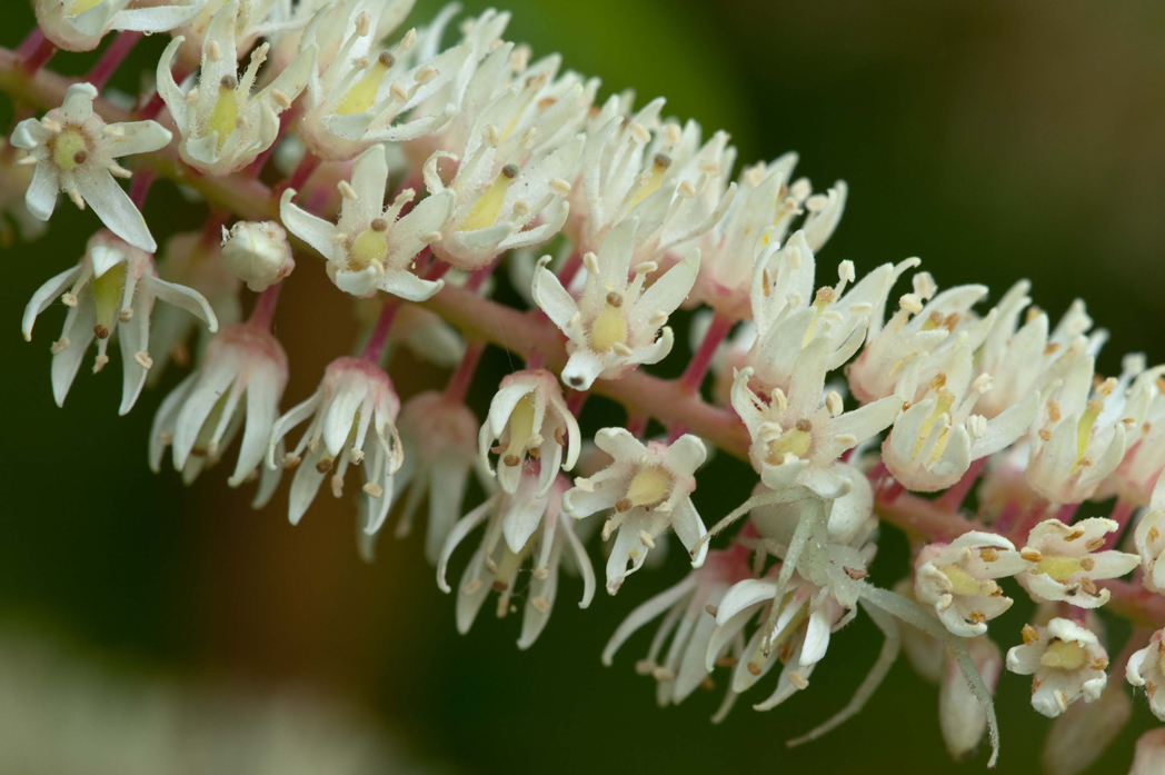 Virginia willow, Iitea virginica