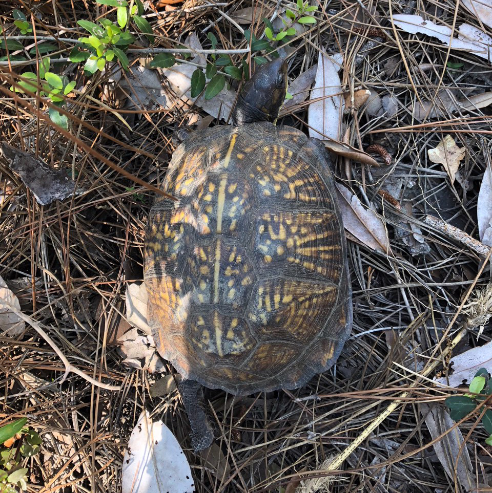 Box turtle